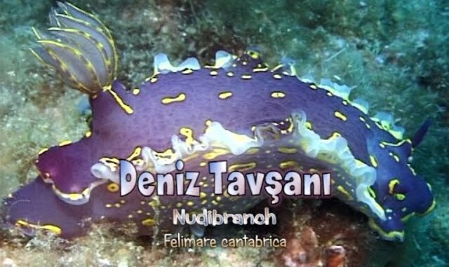 DENİZ TAVŞANI (Nudibrach Felimare cantabrica) by SAKİ UĞURLU - youtube