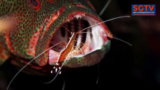 Do Different Species of Marine Animals Ever Help Each Other ? - youtube