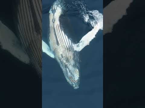 How many more whales need to die before things change? Use our krill toolkit. Let’s #StopThePlunder!