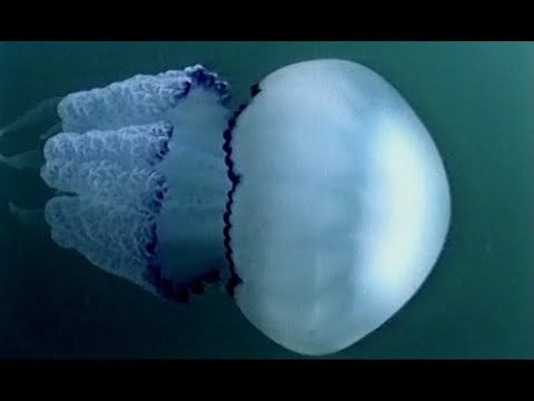 Barrel Jellyfish – DENİZ CİĞERİ DENİZANASI – Rhizostoma pulmo (Macri 1778)   by SAKİ UĞURLU