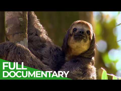 Wild Colombia – Fantastic Creatures | The Lost Eden | Free Documentary Nature