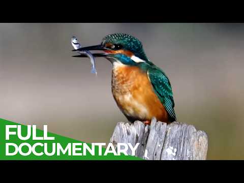 Angry Birds: The Real Predators of the Rivers | Wild Italy: Predators | Free Documentary Nature