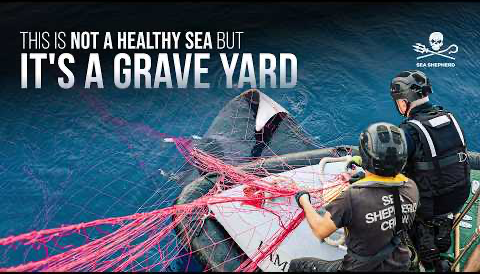 This is not a healthy sea, it’s a GRAVE YARD #TheMed