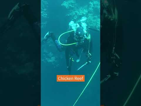 Pink zones and windy weather – LTMP’s last reef trip of the season