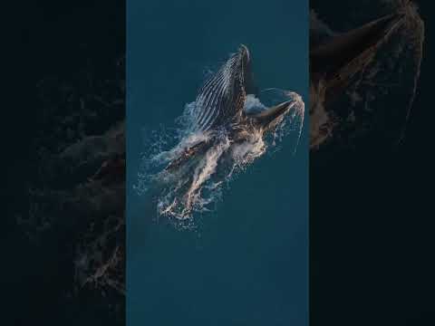 The Return Of The Giants – Teaser
