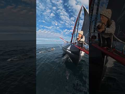 The ultimate escort to the finish line 🐬🫶🏻 #sailing #shorts #reels #dolphin