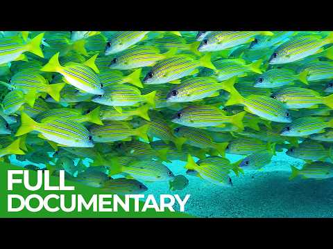 Wonder Shore: Africa’s Most Spectacular Coastline | Free Documentary Nature